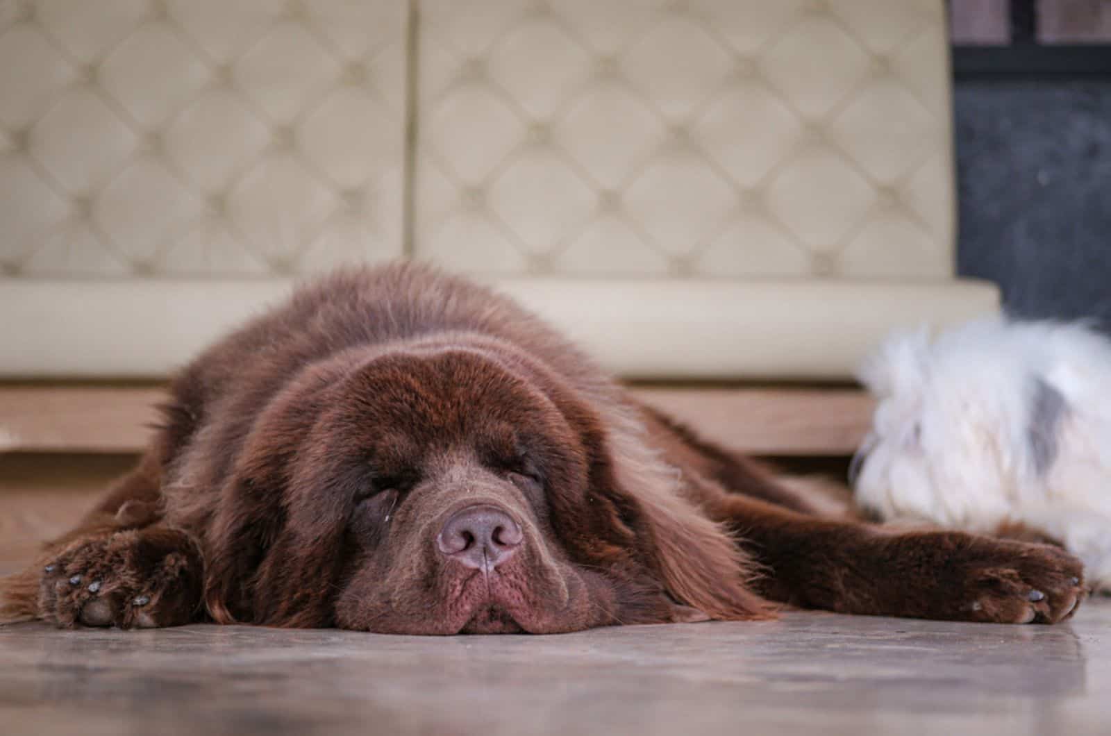 newfoundland dog sleeping on the floor