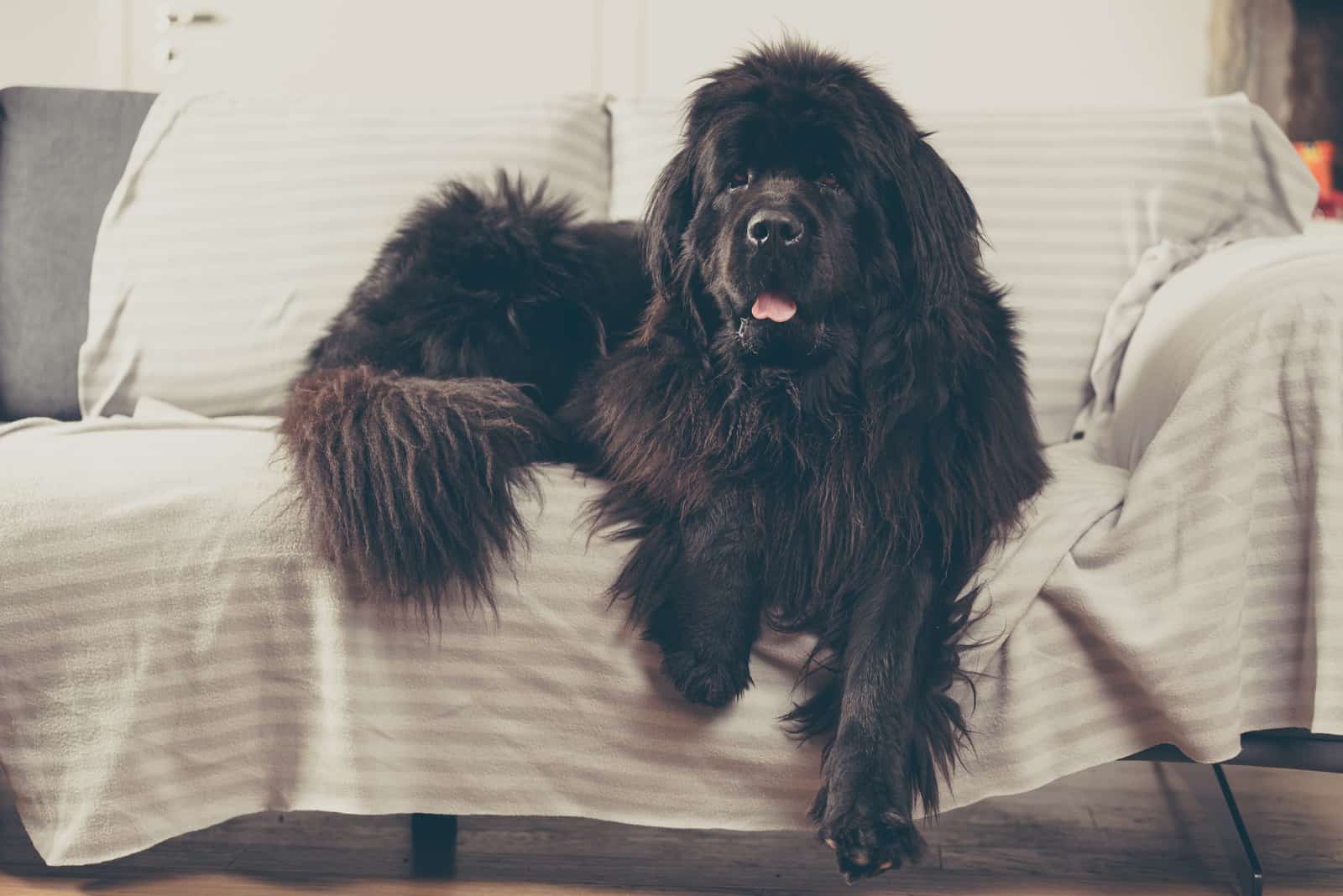 Newfoundland dog at home is laid out on the sofa