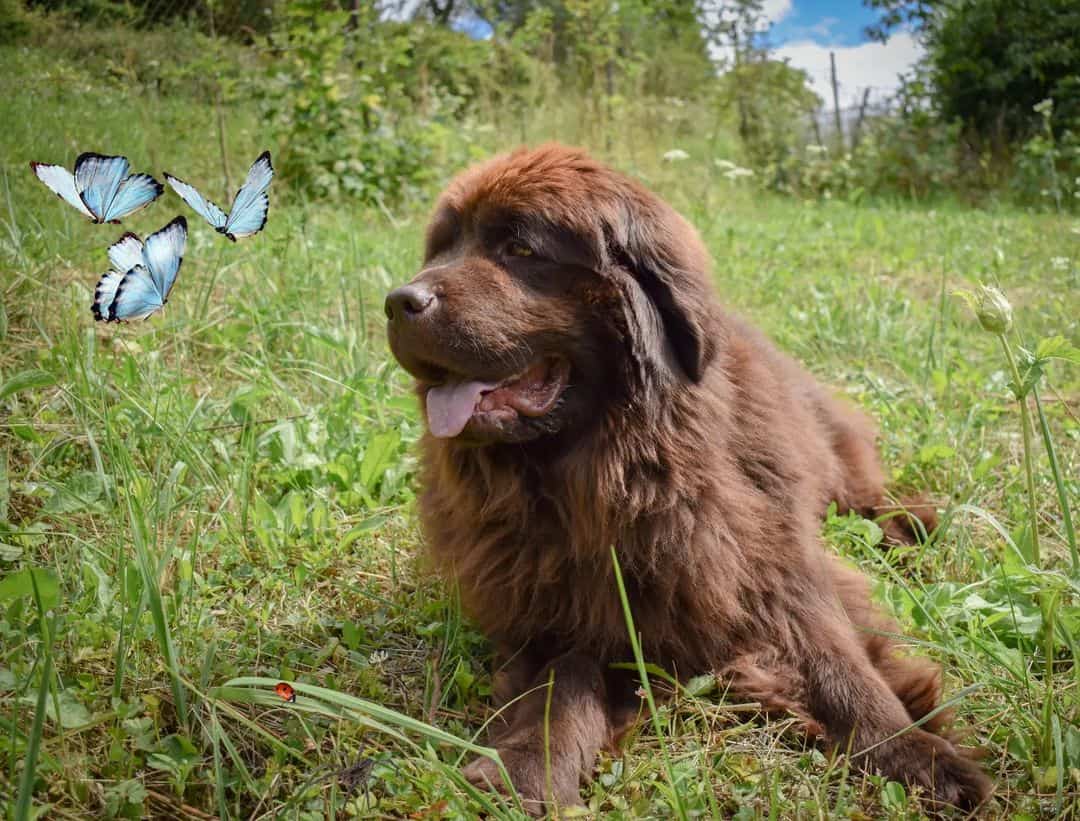 Newfoundlands puppy lies on the grass and looks away