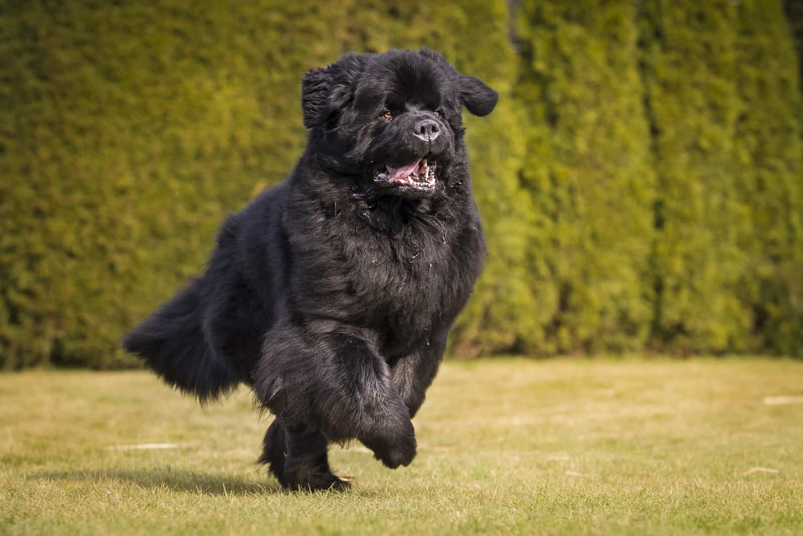 Newfoundlands runs across the field