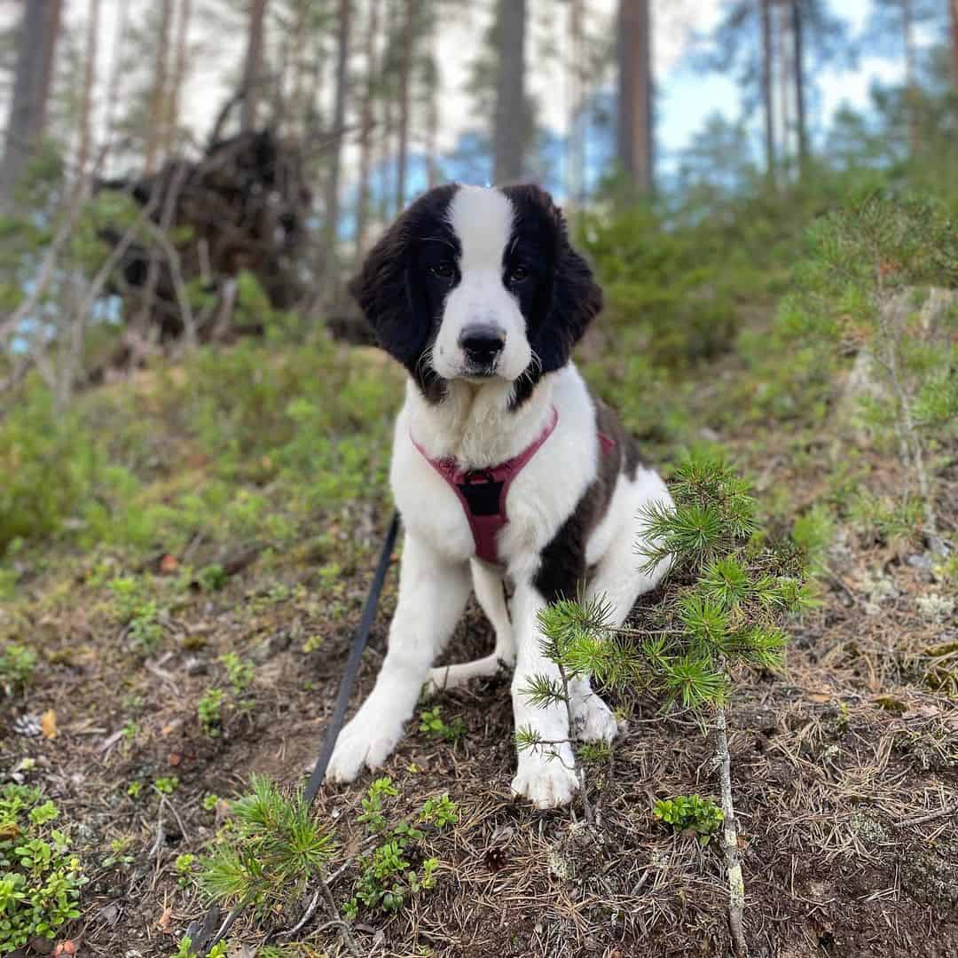 Newfoundlands sitting in the woods