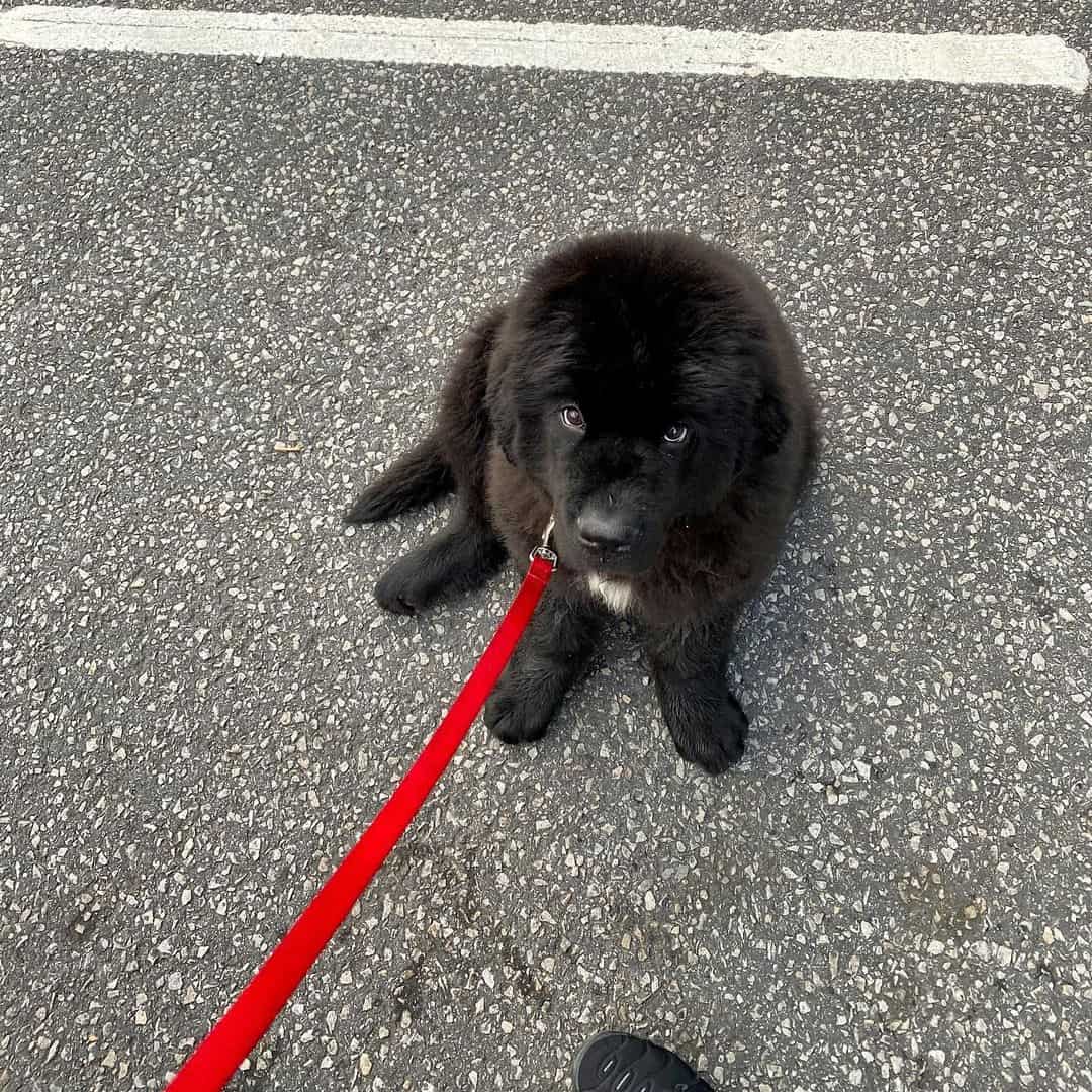 Newfoundlands sitting on the sidewalk with a leash