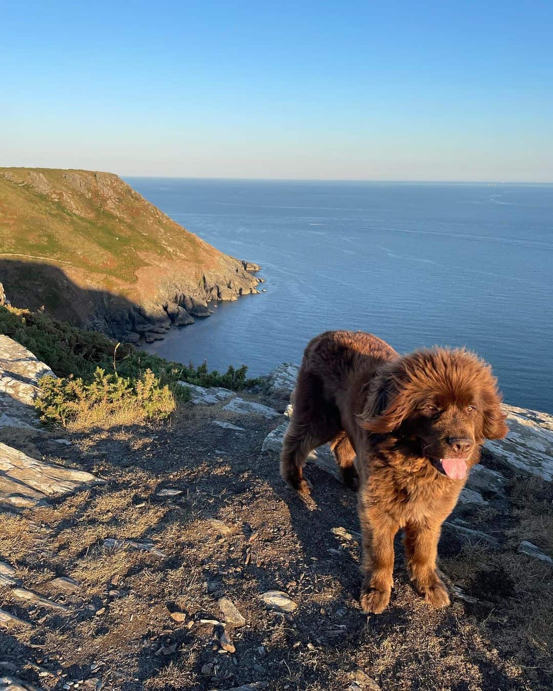 Newfoundlands walk on the mountain