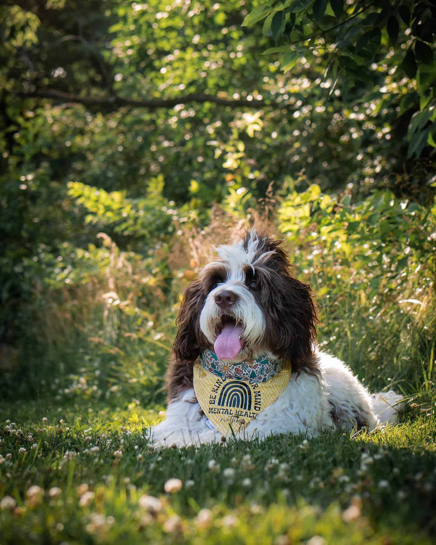 newfypoo laying in nature