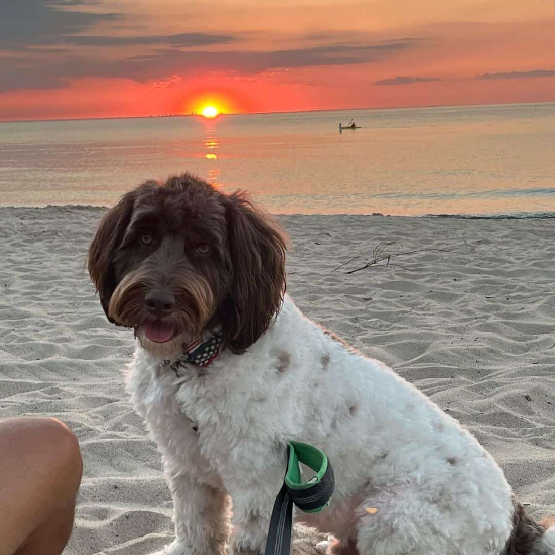 Newfypoo sitting on beach