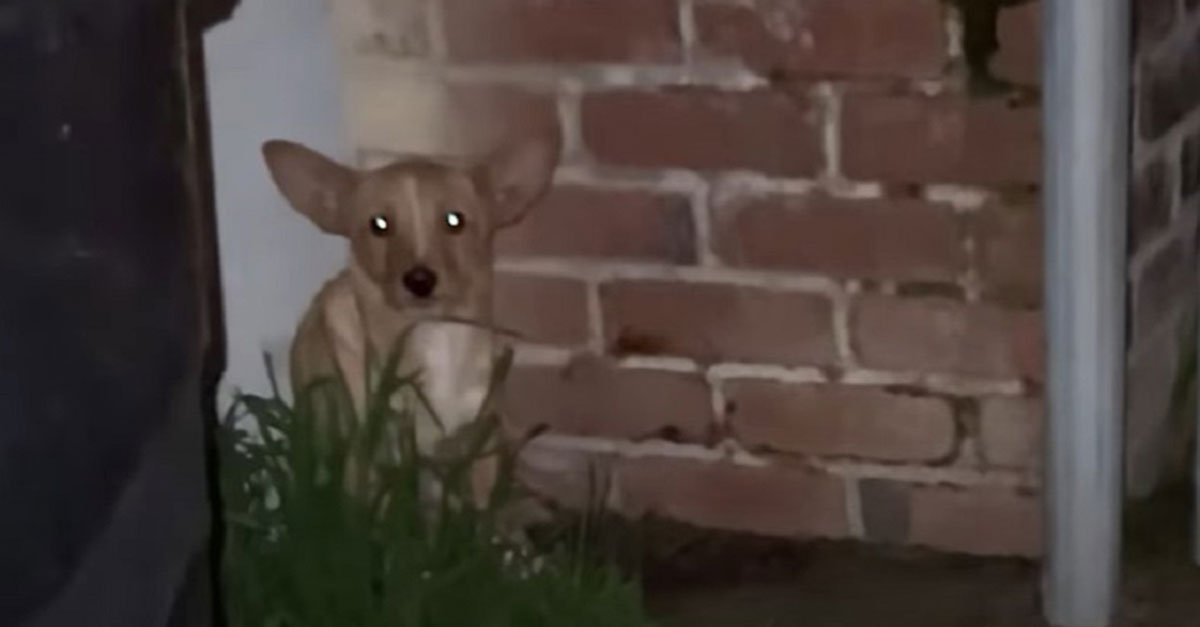 Woman Hears Barking Coming From Outside, Then Finds The Unlikely Guest Resting In Her Backyard