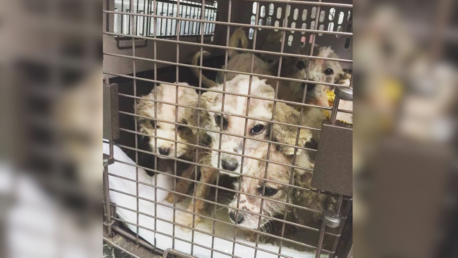 Illinois Shelter Shocked To Learn The Breed Of Tiny Puppies Abandoned In The Woods