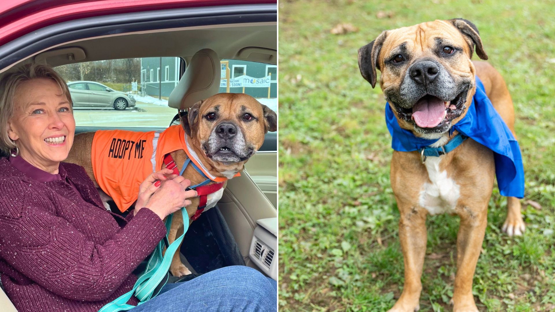 Nobody Wanted To Adopt This Depressed Senior Pup Until She Came Along