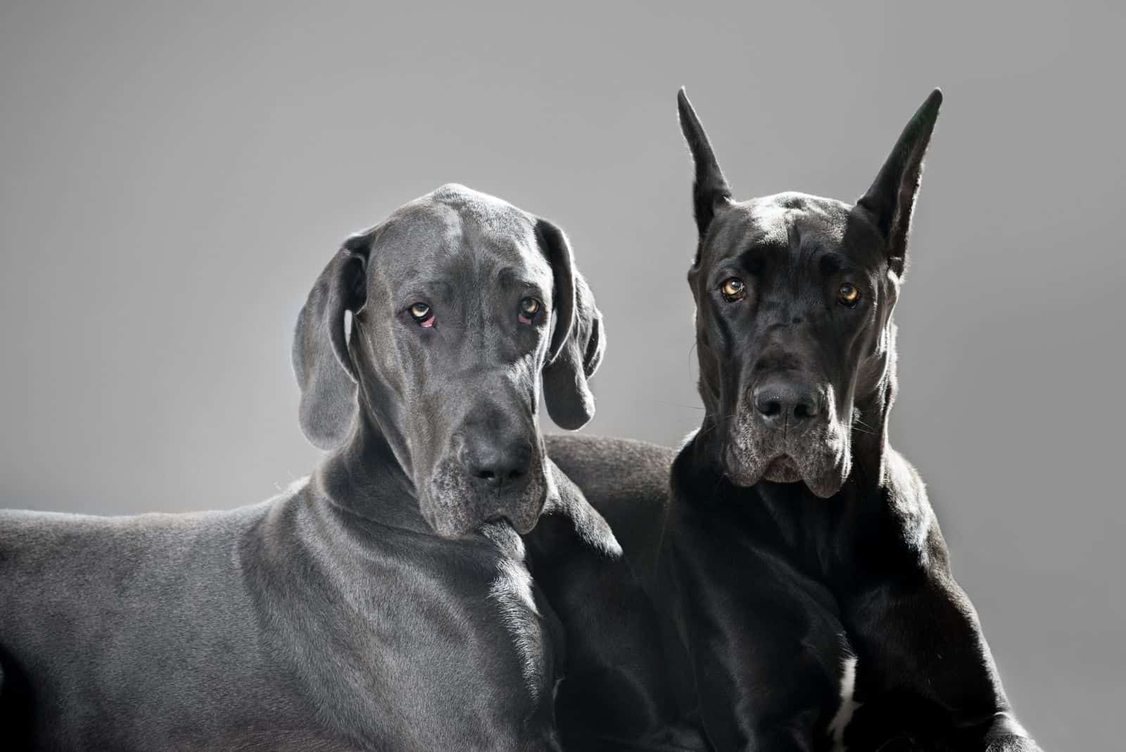 non cropped ears vs cropped ear great dane