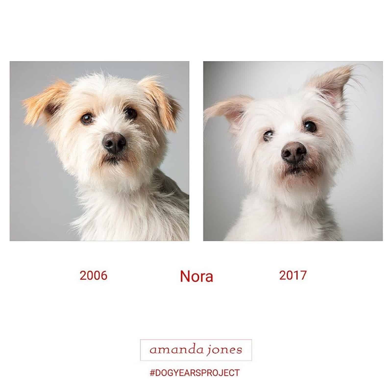 nora dog through years