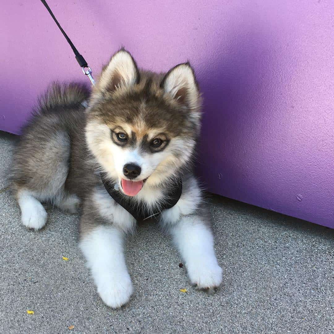 norman the pomsky on a walk