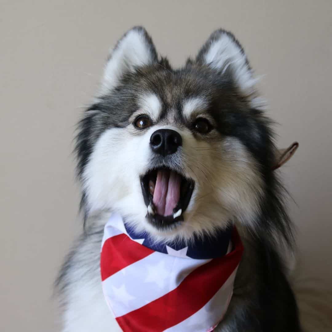 norman the pomsky wearing a bandana