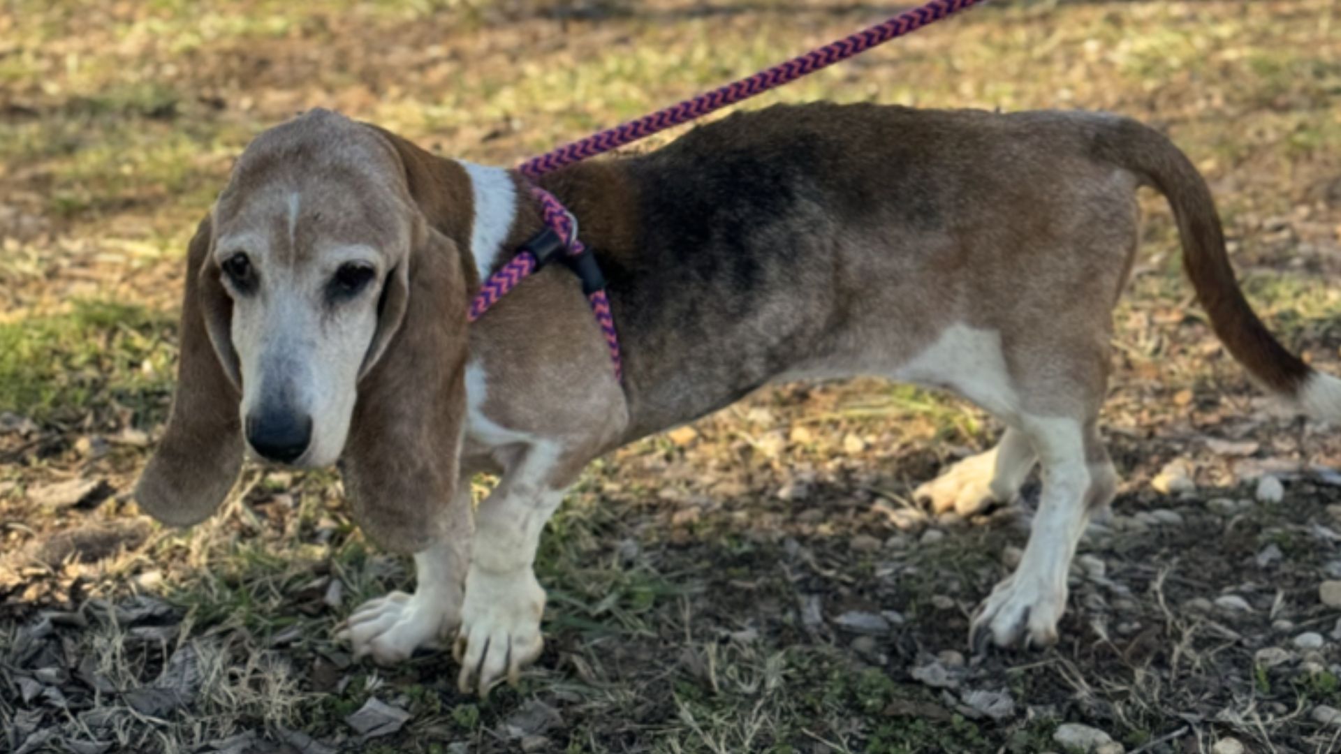 North Carolina Dog Escapes Horrific Conditions And Leads Rescuers To Save 40 Other Animals