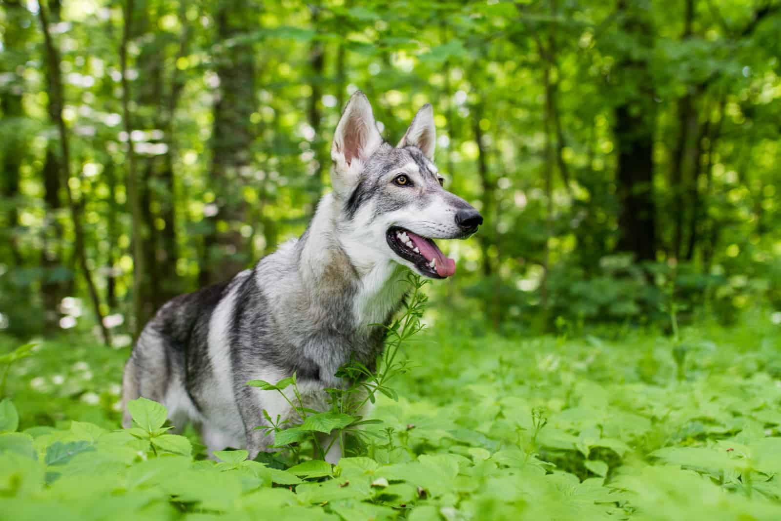 Northern inuit dog walks through the woods