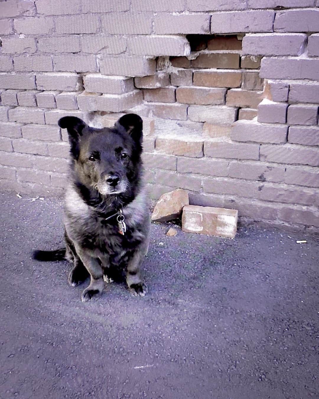 Norwegian Elkhound Corgi