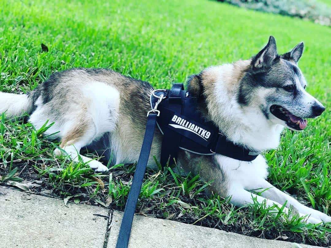 Norwegian Elkhound German Shepherd Mix