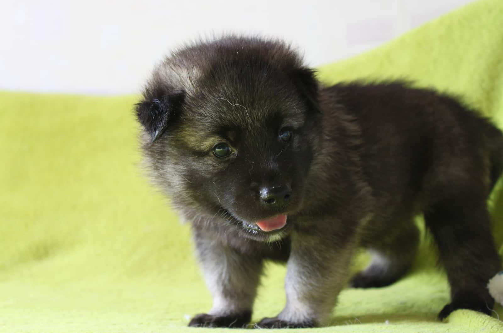 Norwegian Elkhounds puppy