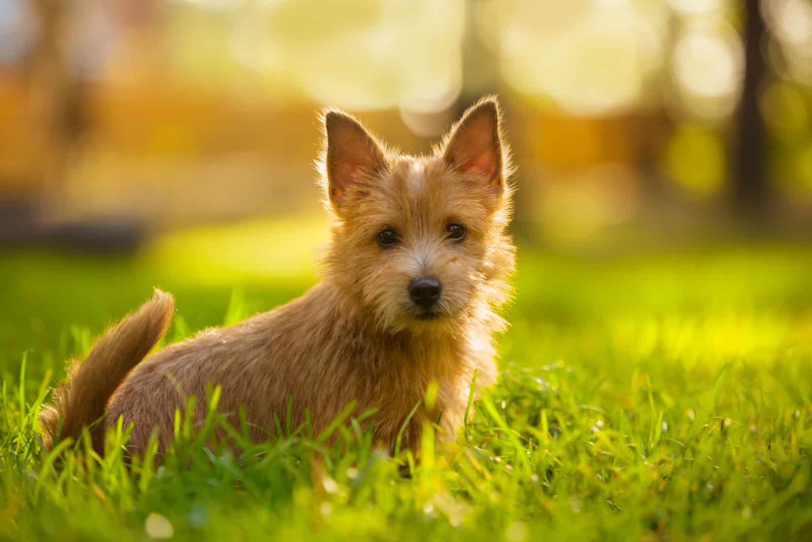 norwich terrier