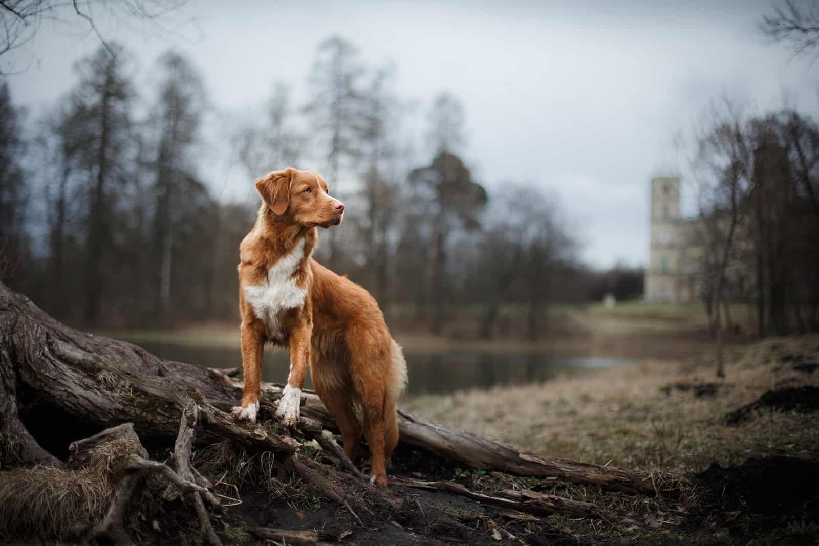 Nova Scotia Duck Tolling Retriever dog in the park