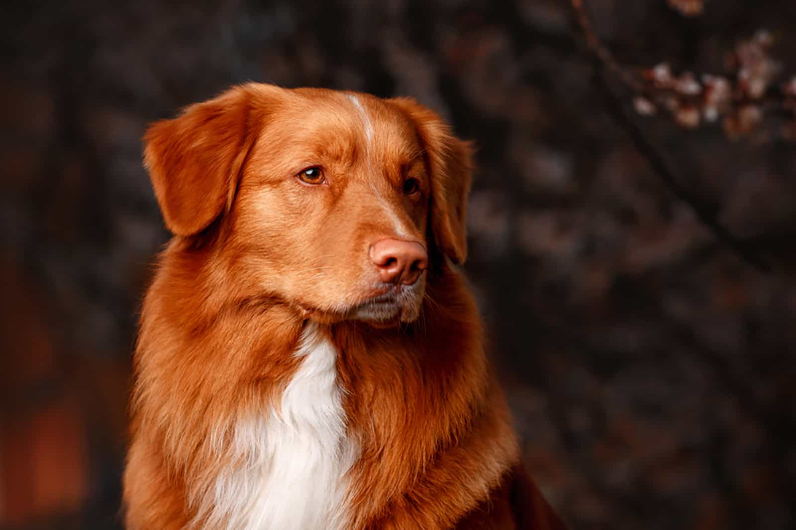 nova scotia duck tolling retriever in nature