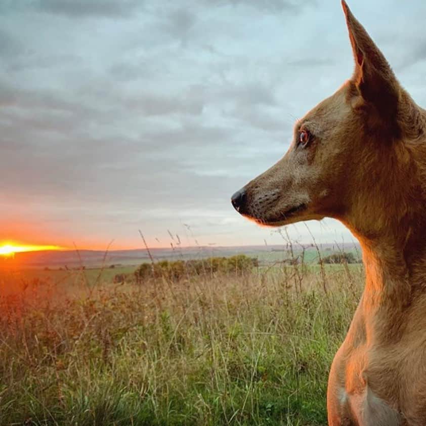 Nubian dog