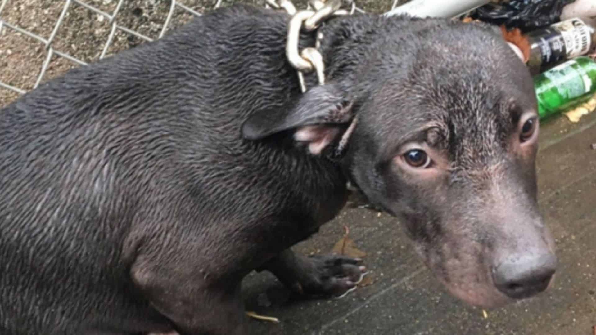 NYPD Officer Rescues A Chained-Up Pit Bull