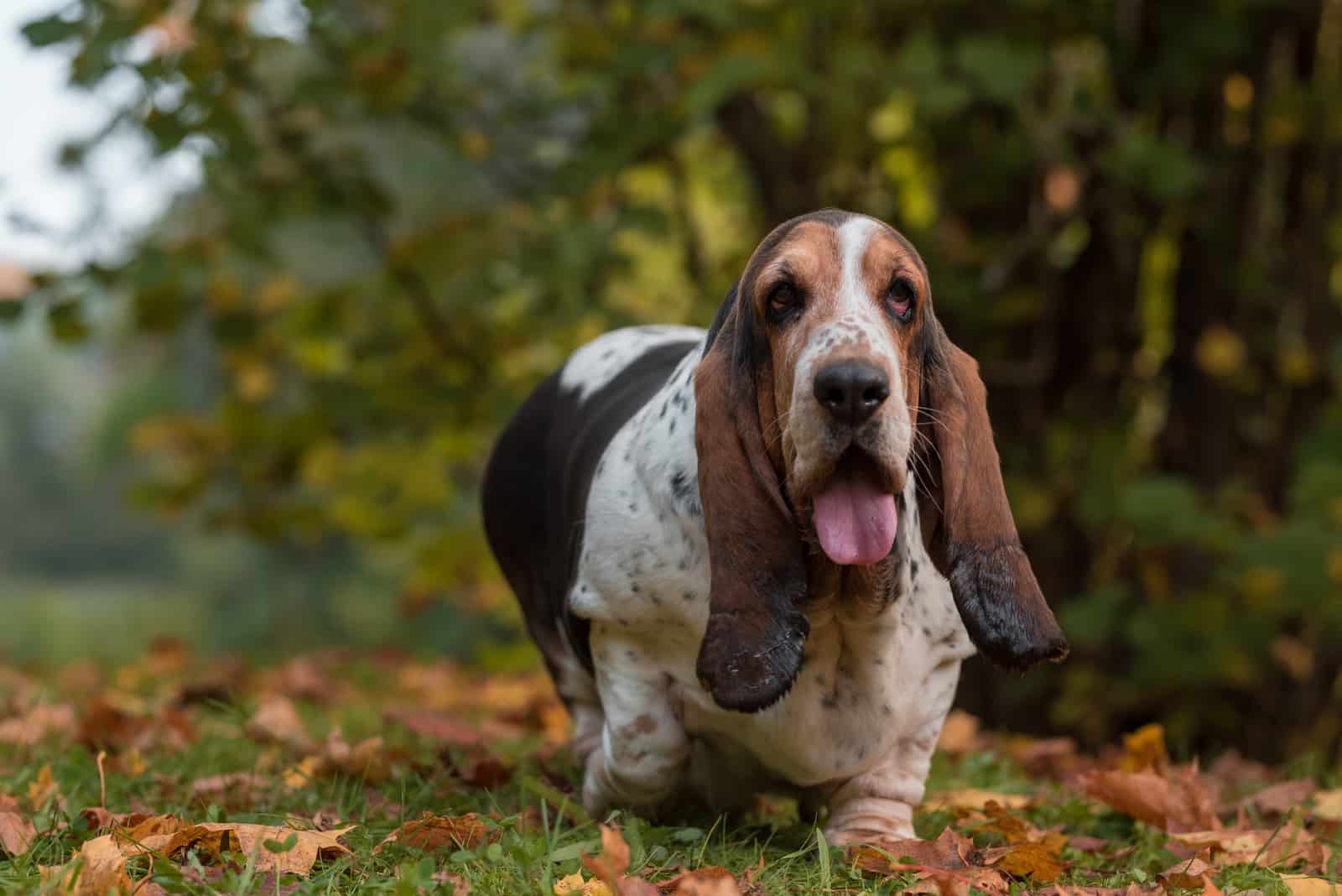 obese basset hound walking on the grass