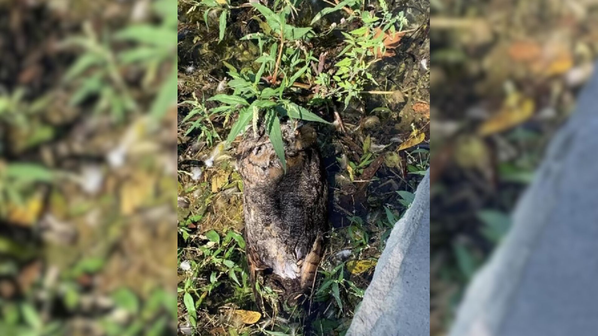 Hero Officer Rescues A Drowning Animal From The Lake At The Very Last Minute