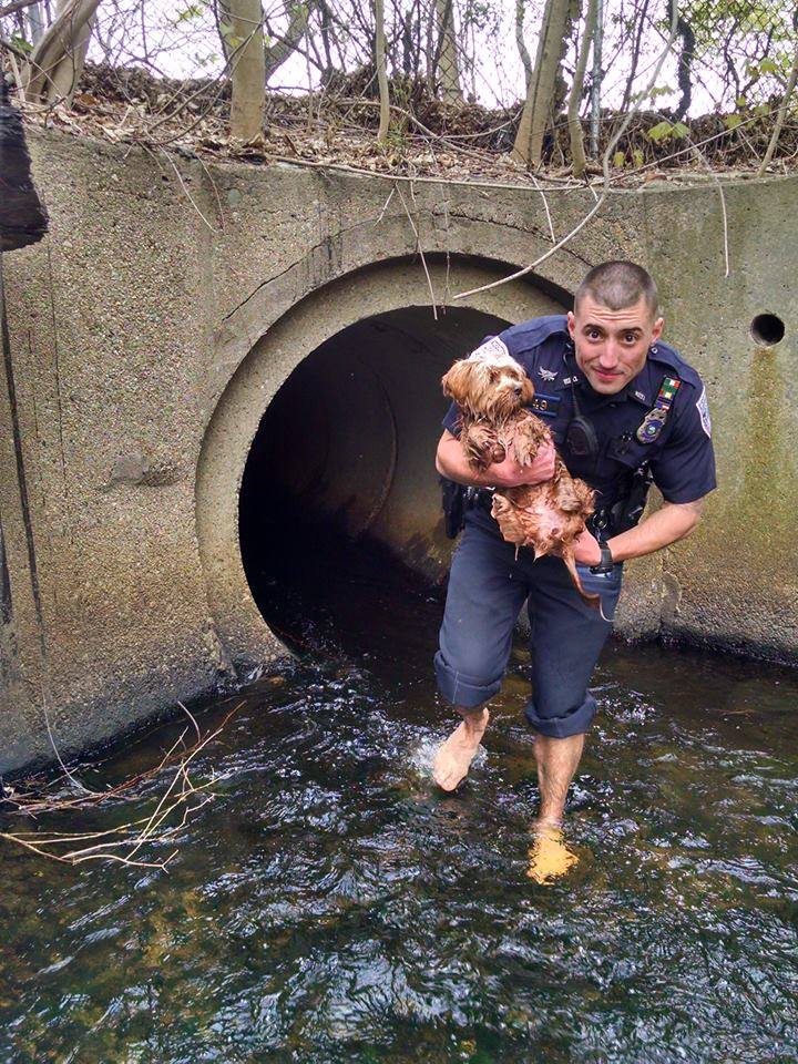 officer saving dog cece from a culvert