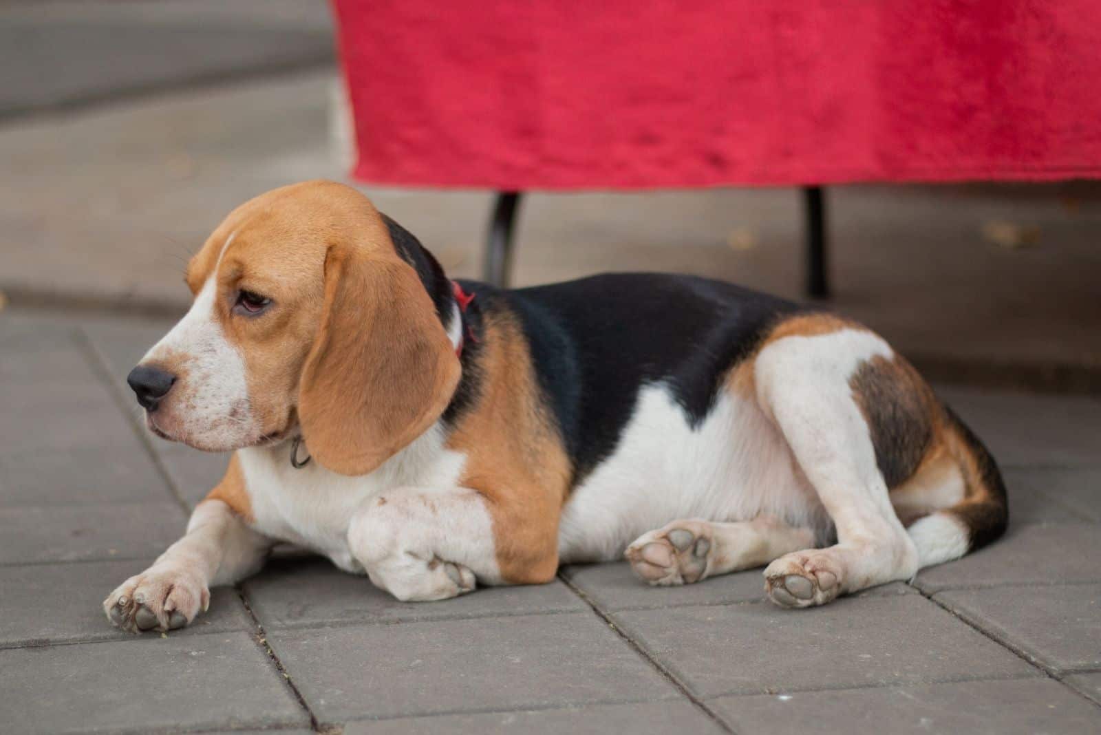 old beagle laying on concrete floor outdoors