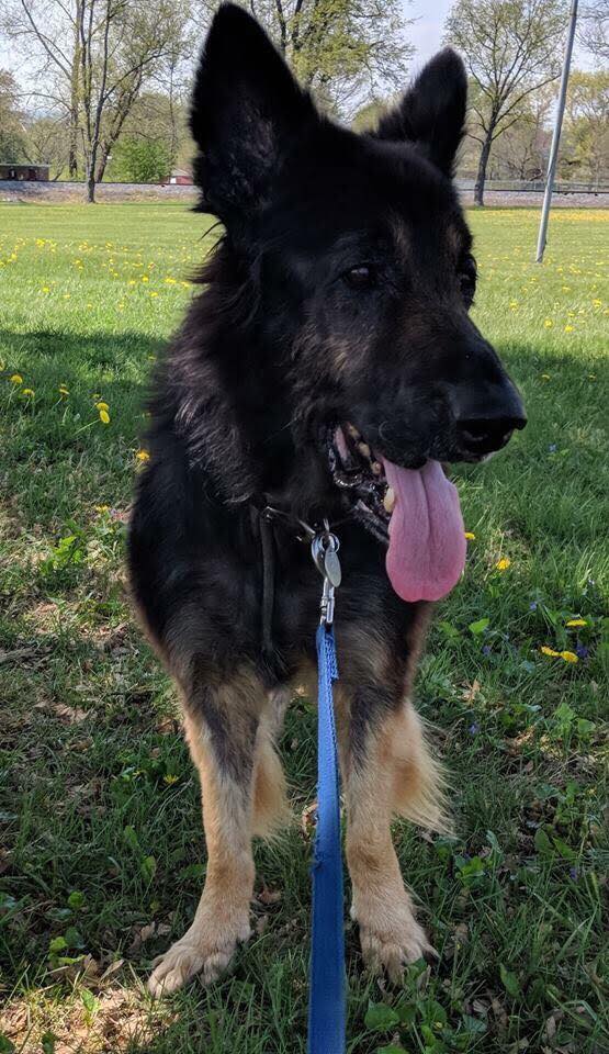 Old black dog in park