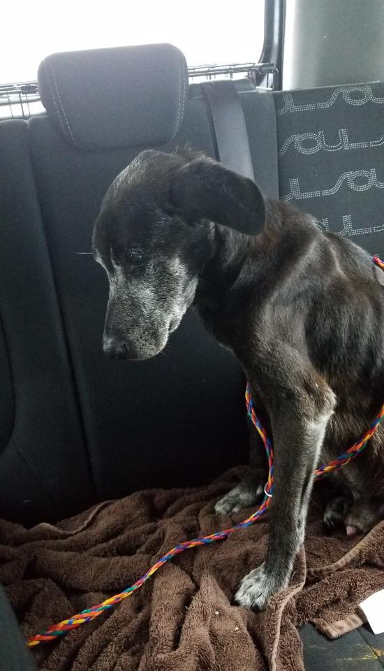 old black dog sitting at the back seat of the car