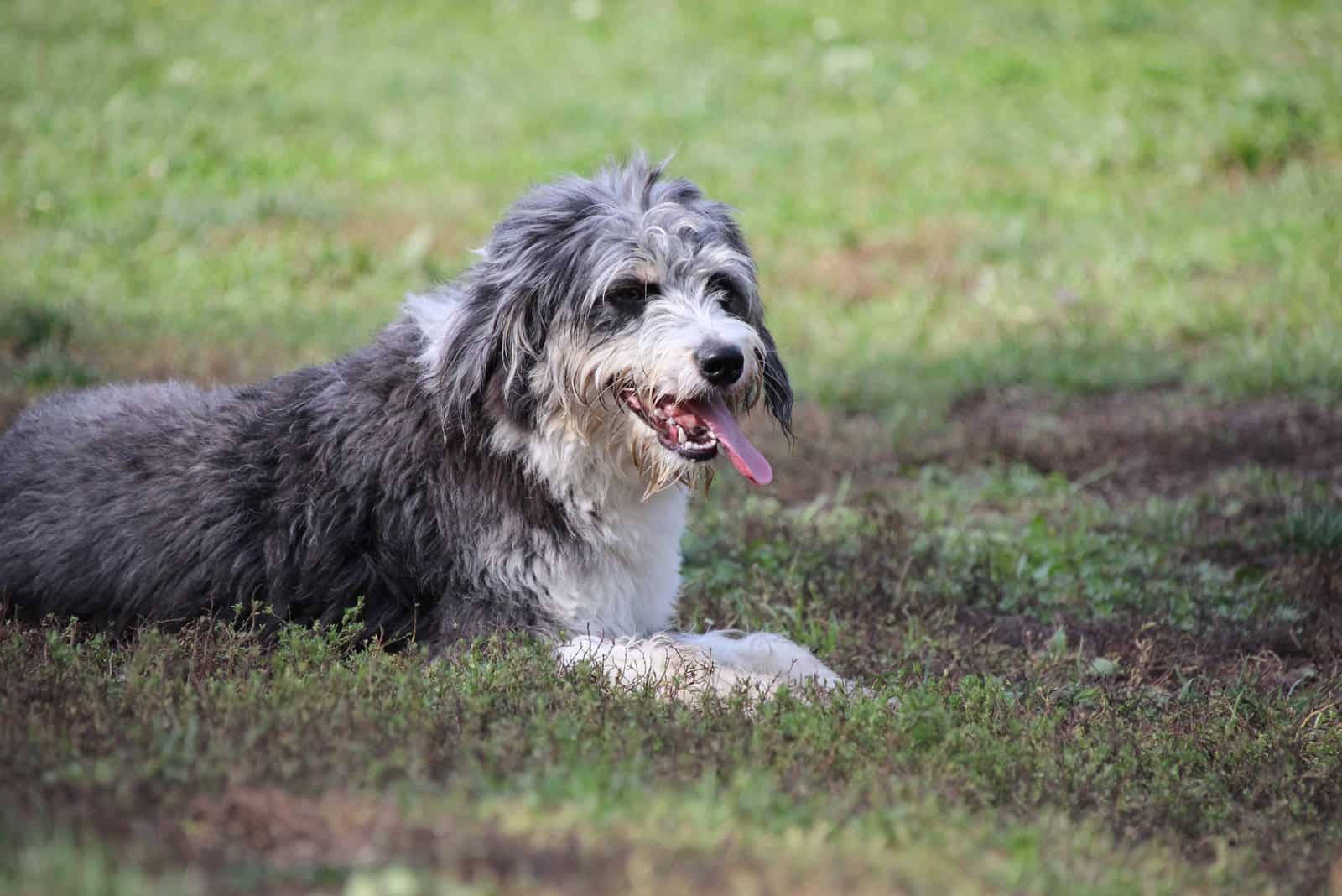 old bordoodle sitting on grass looking away