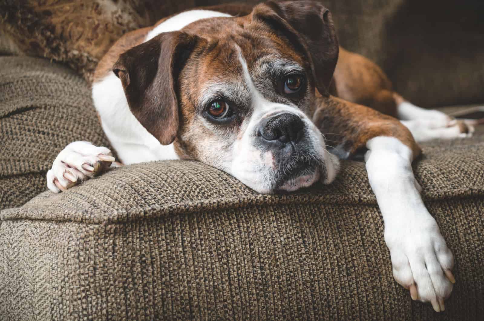 old boxer dog