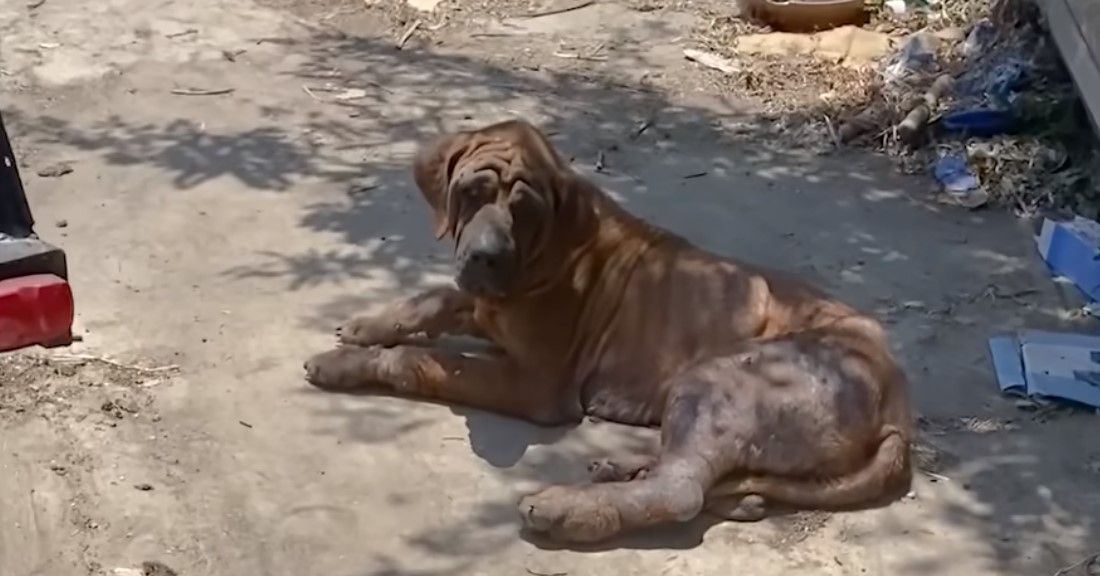 old dog laying down on the ground