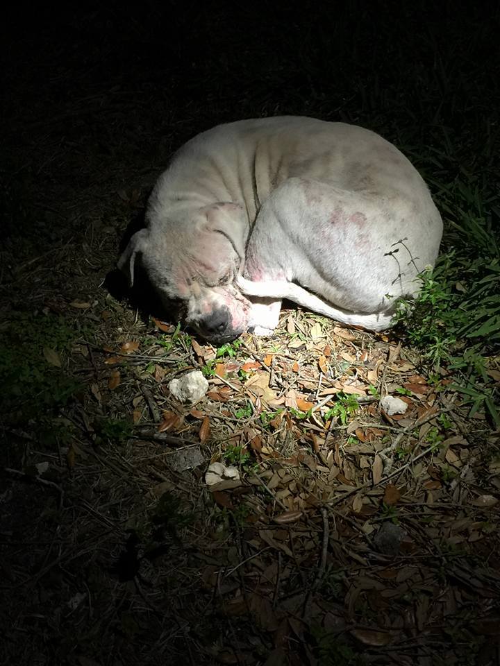 old dog laying in the dark