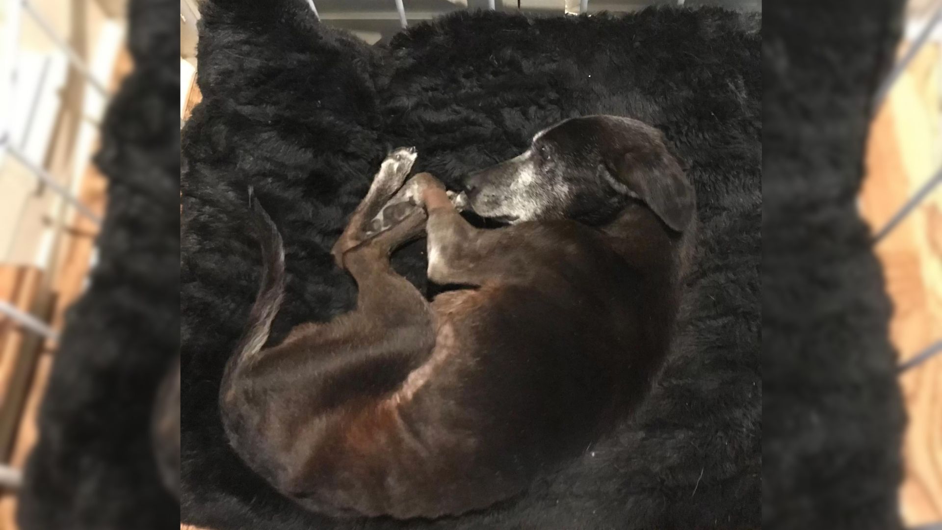 Old Dog Learns How To Love Again After Being Rescued