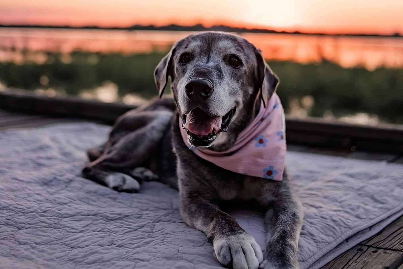 old dog lying on the blanket outdoors