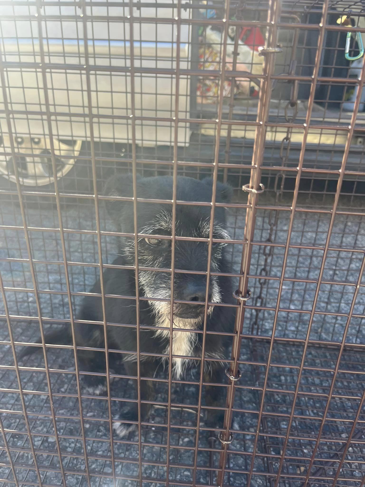 old dog with gray hair on head in a cage