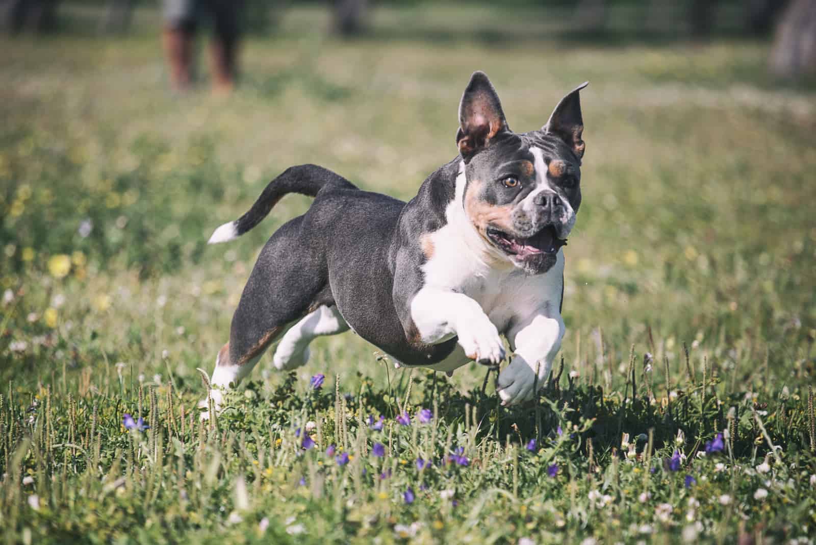 old english bulldog