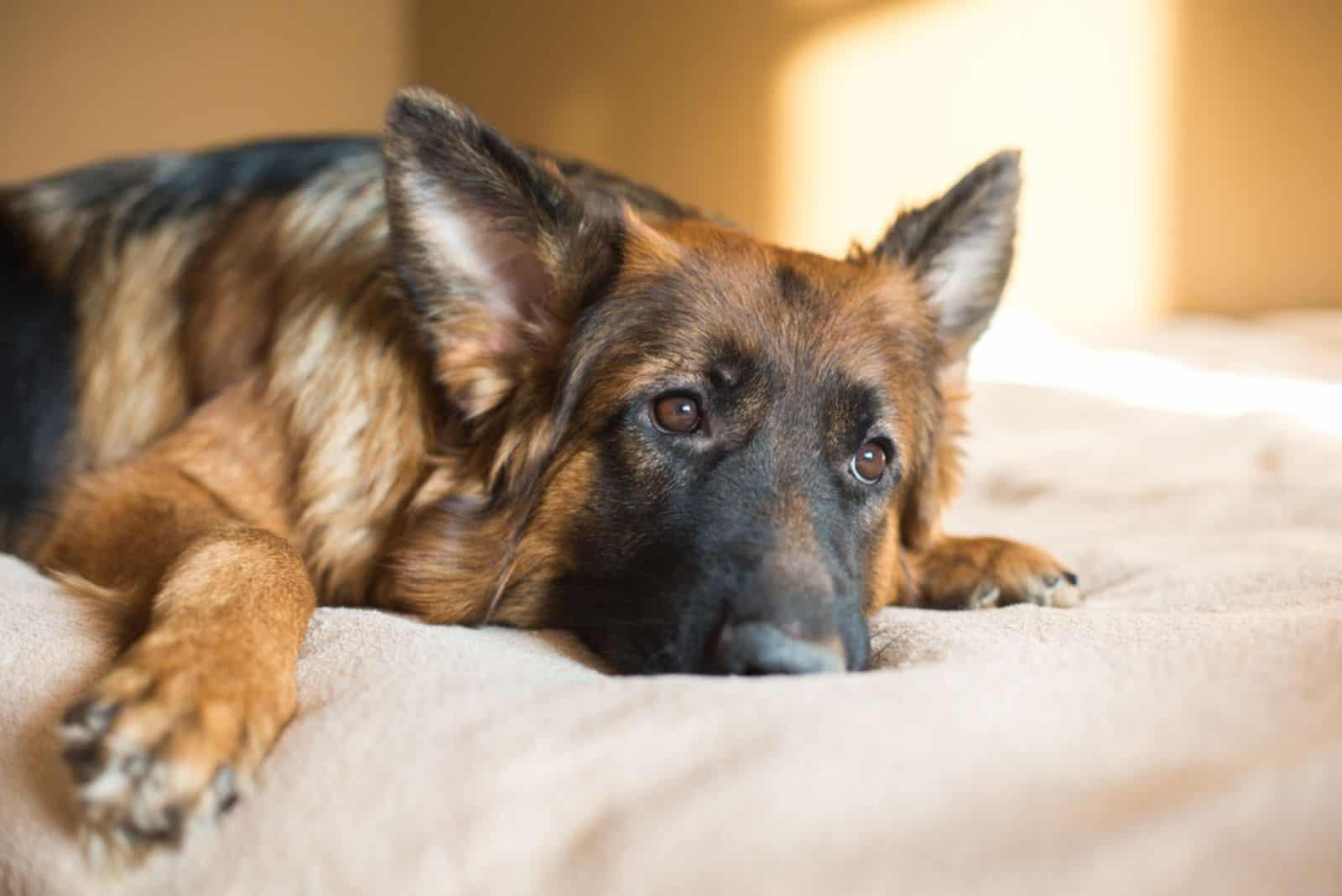 old german shepherd laying on bed