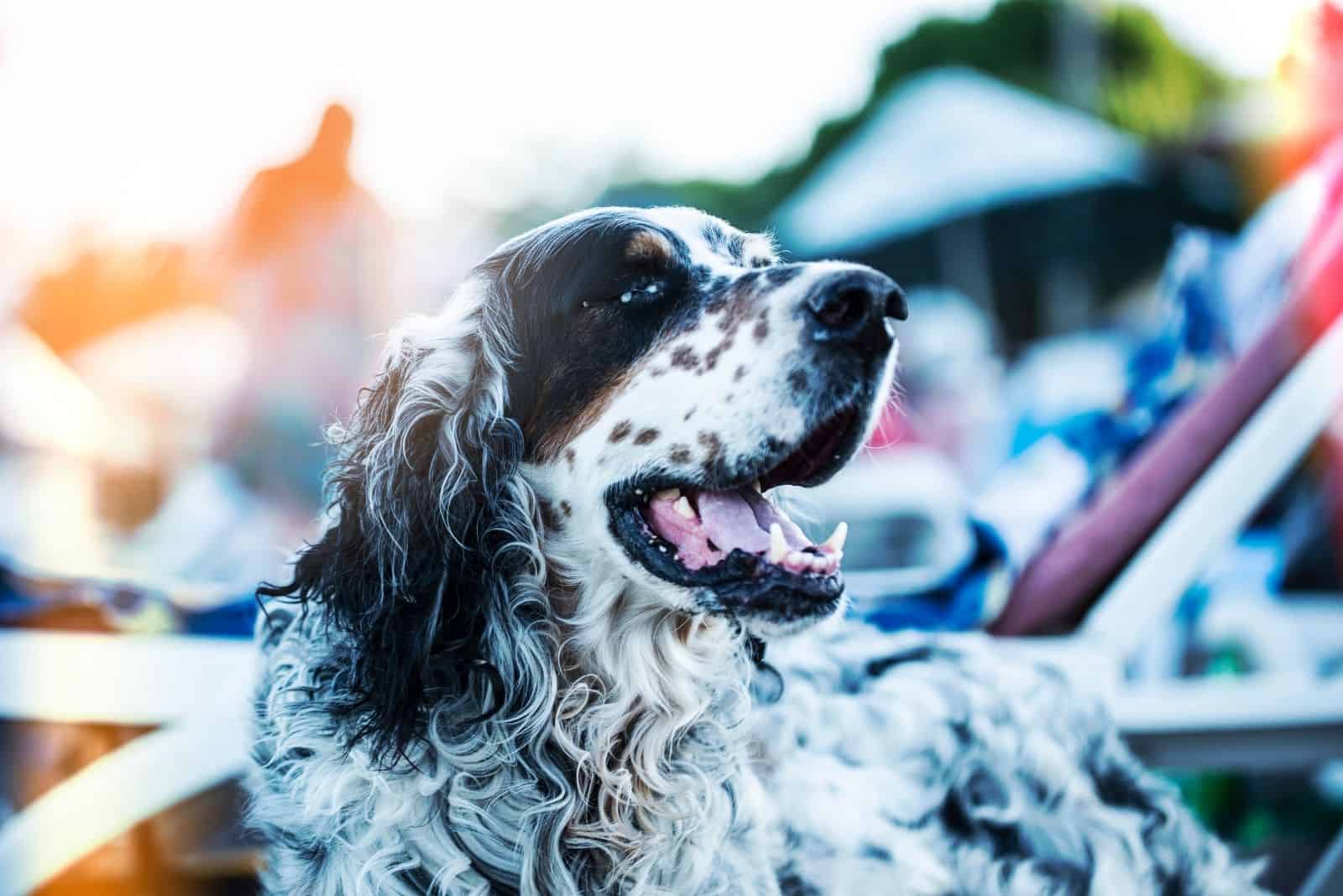 old long haired dalmatian basking in the sun outdoors