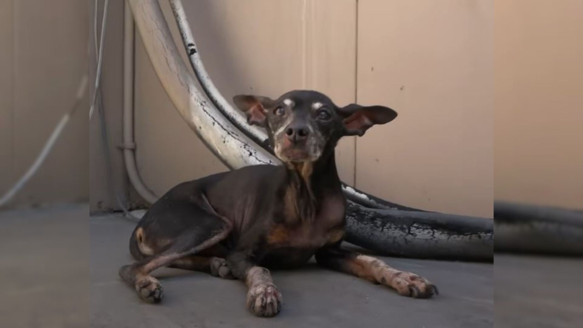 Old, Scared Dog Was Hiding From Everyone, Until He Felt A Gentle Human Touch