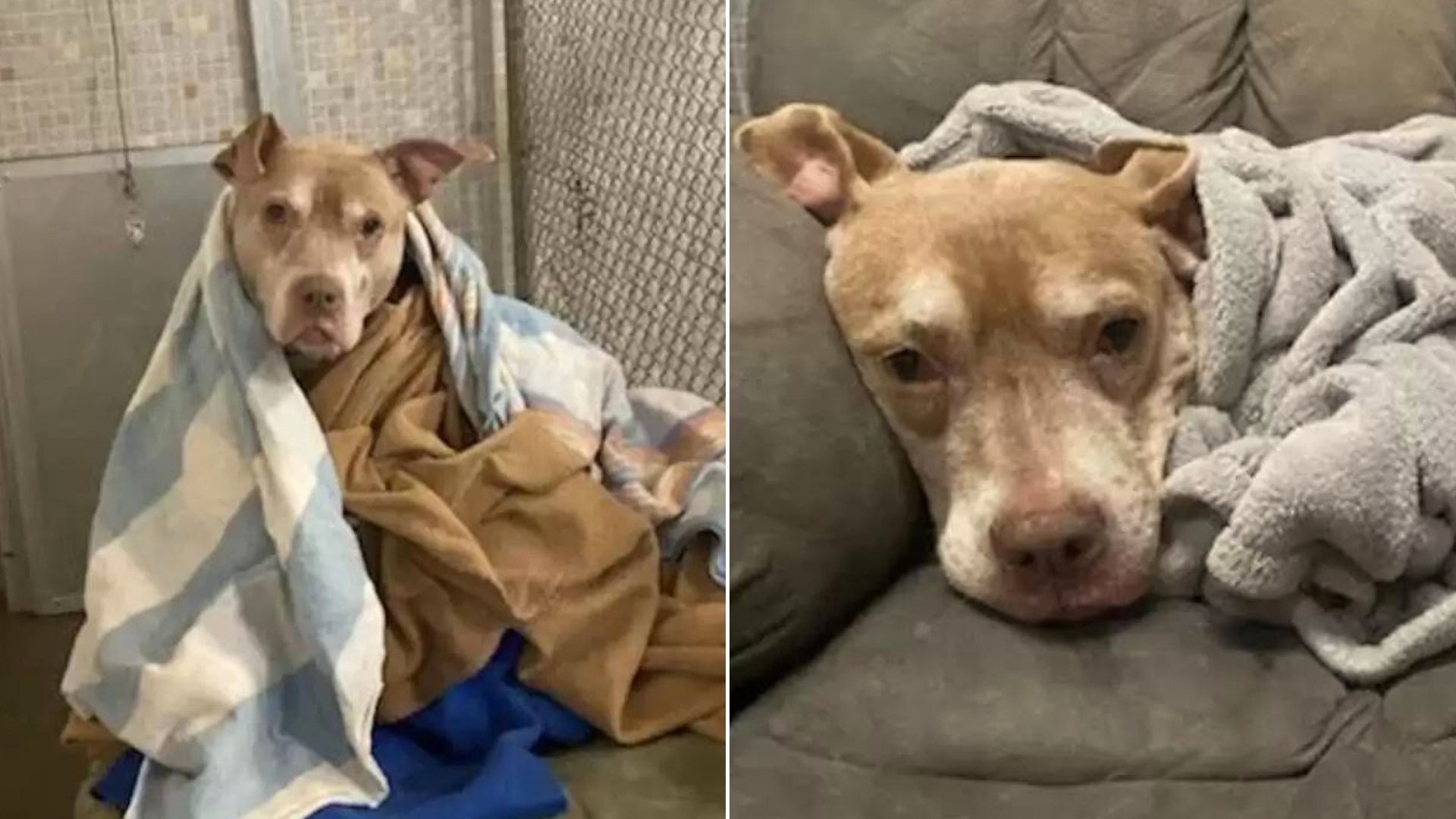 Senior Dog Loves To Be Tucked For The Night By His Caregivers At Illinois Shelter