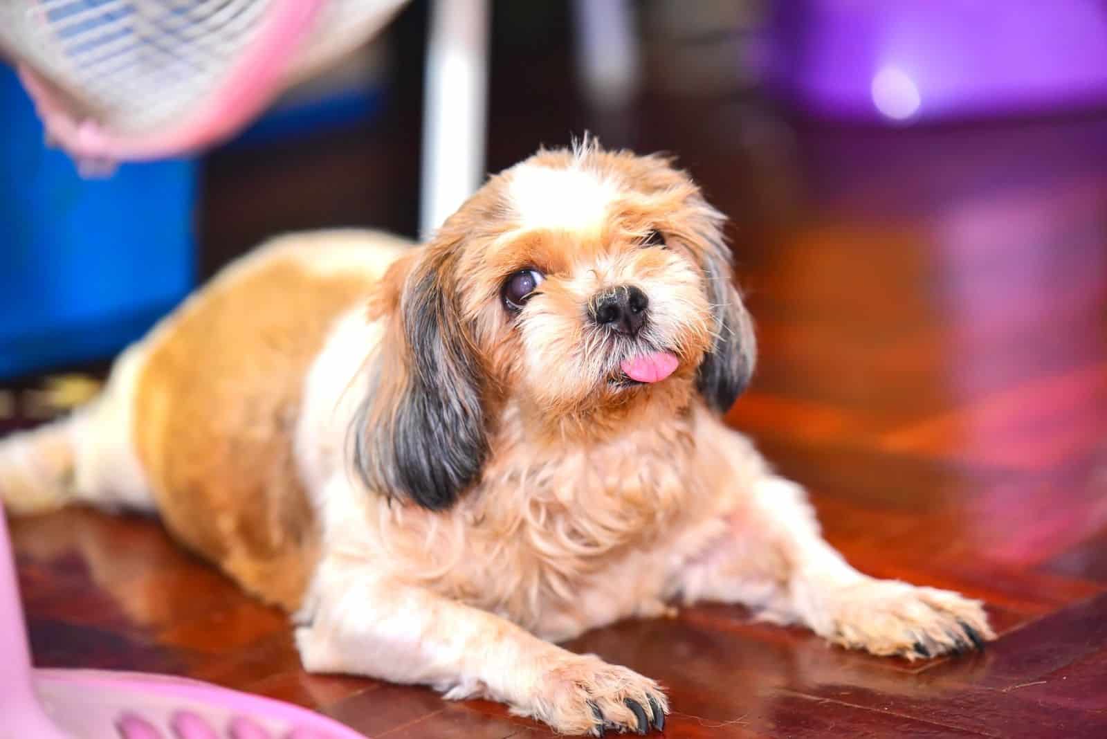 old shih tzu dog lying down on the floor indoors