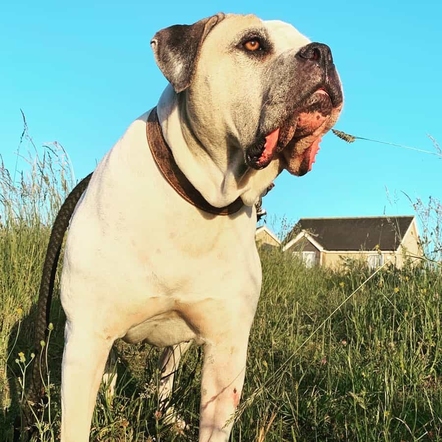 old southern white bully dog