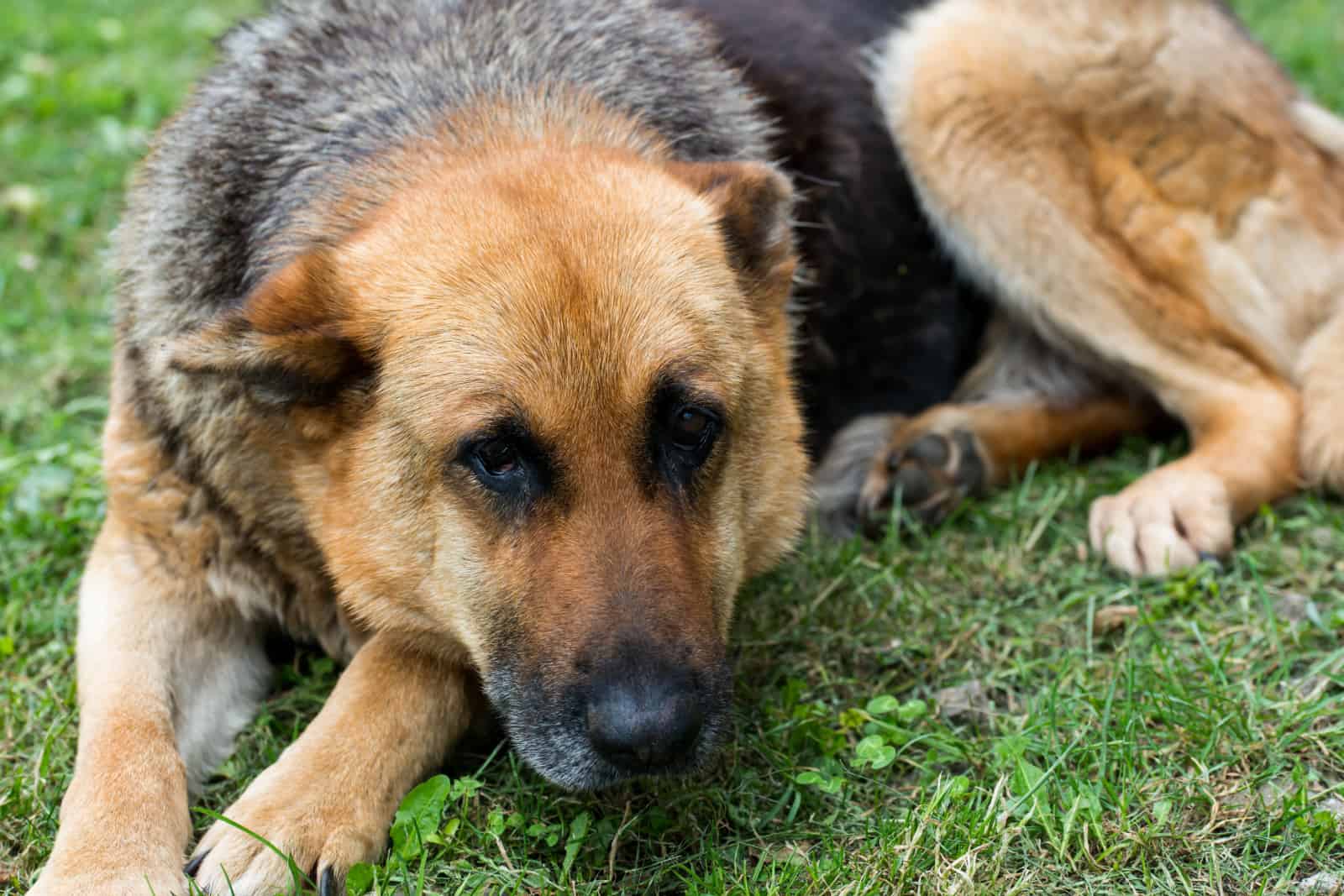 Old, very sick german shepherd lies in green grass