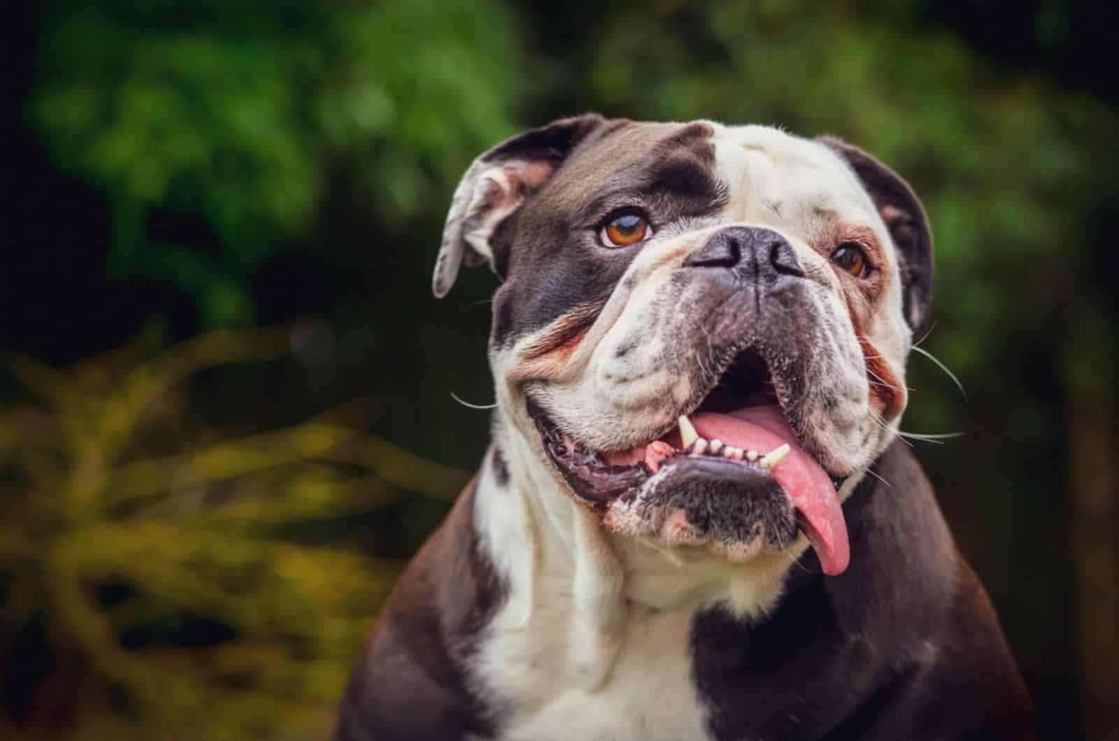 olde english bulldog in the park