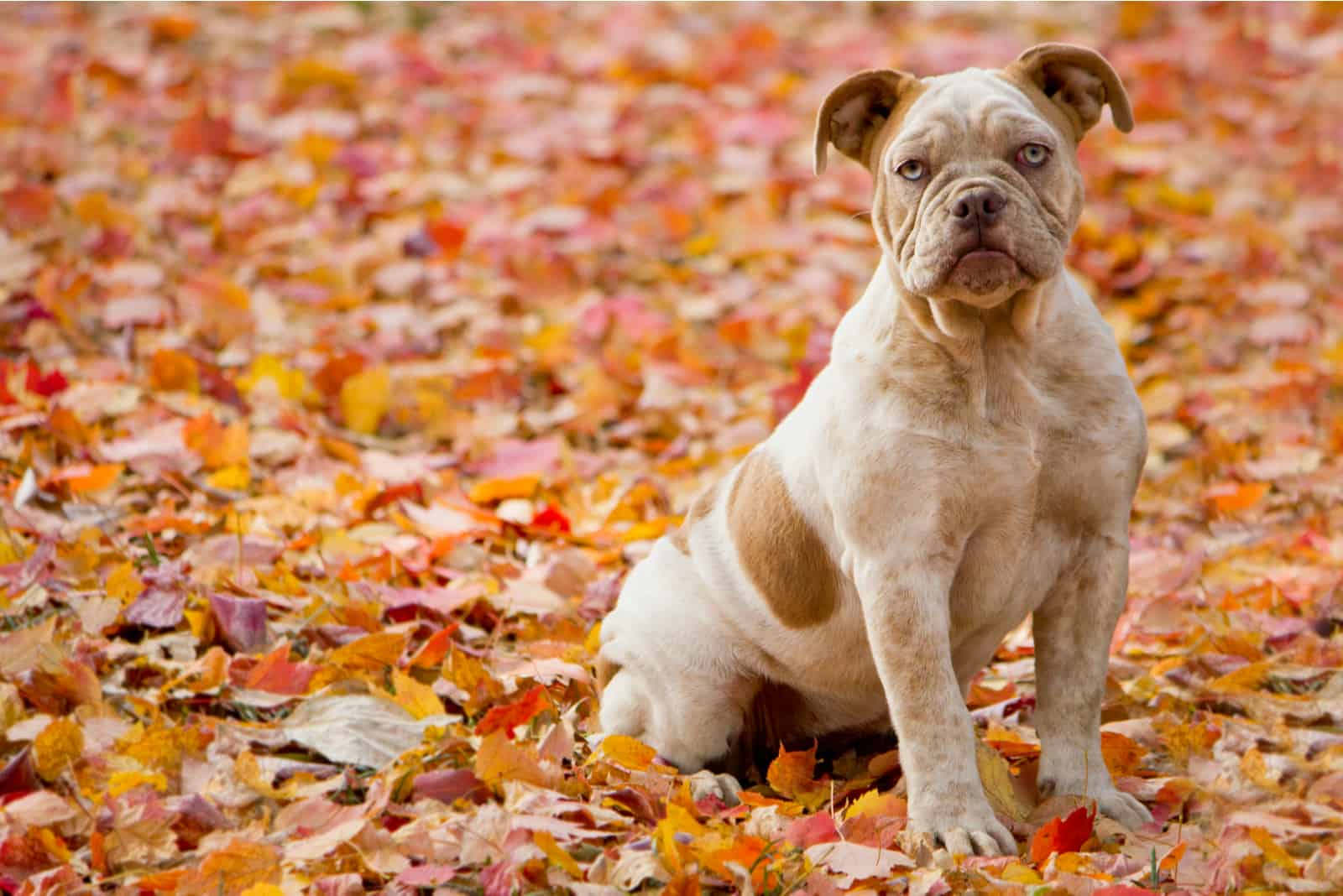 Olde English Bulldogge puppy in autumn leaves