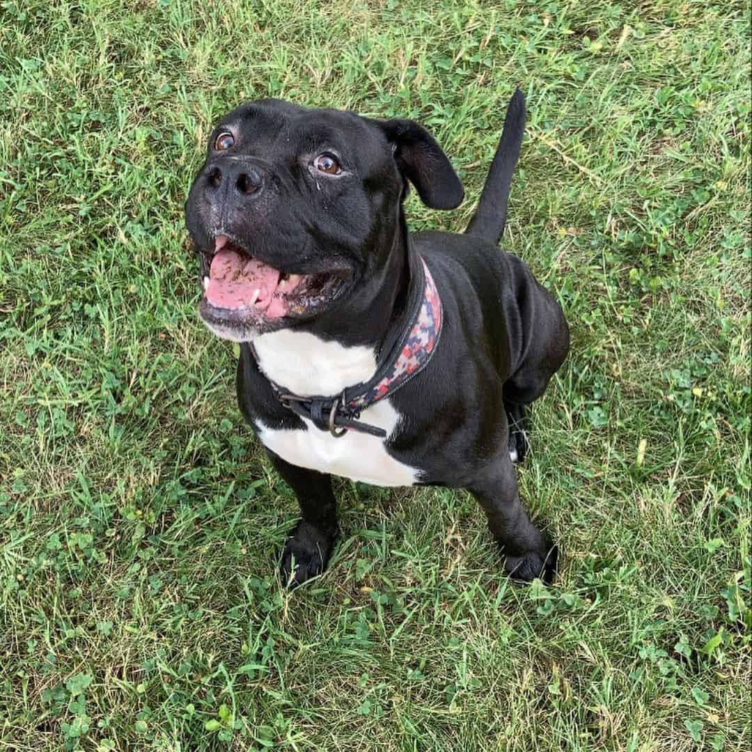 olde pit bulldogge